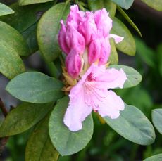 Rhododendron-2.jpg